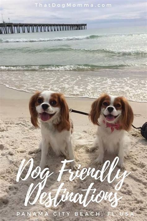 dog friendly hotels in panama city beach|Pet Friendly Hotels in Panama City Beach, FL